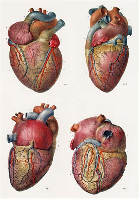 Ml16 Vintage 1800s Medical Human Heart Surgical Poster Re Etsy