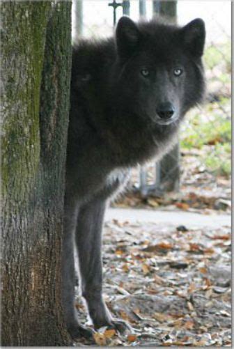 The blue bay shepherd is the result of repairing between wolf dogs and blue german shepherds. Dillon | Wolf dog, Blue german shepherd, Beautiful dogs