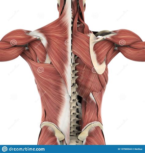 Read more how to back rice chicken and broccoli : Muscles Of The Back Anatomy Stock Illustration ...