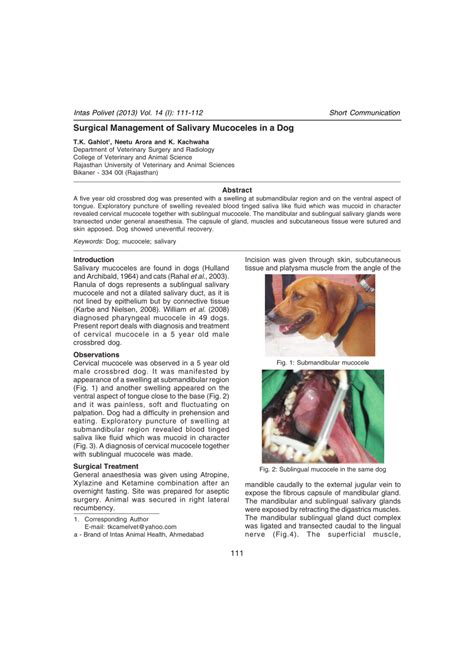 Veterinary Key Points Salivary Mucoceles In Dogs Cervical Oral Images