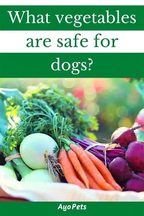 29 Vegetables Dogs Can Eat Full List With Serving Suggestions Ayo Pets