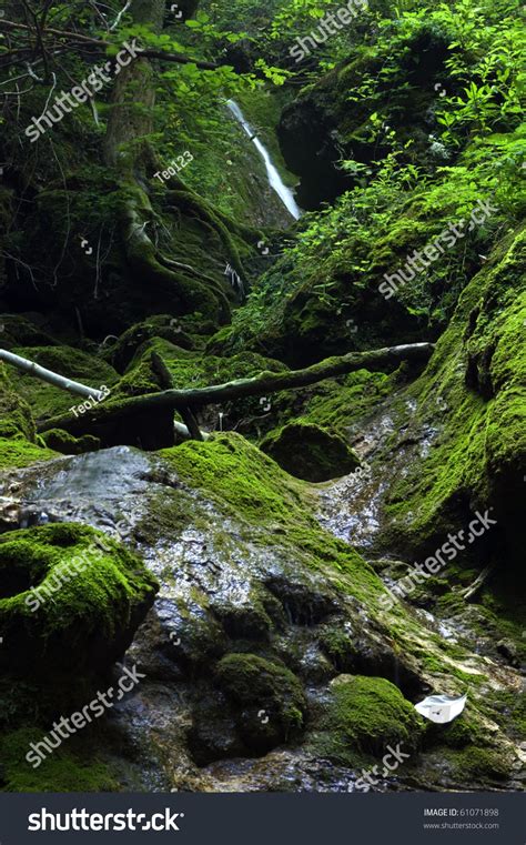 Small Forest Creek With Waterfall In The Background Stock
