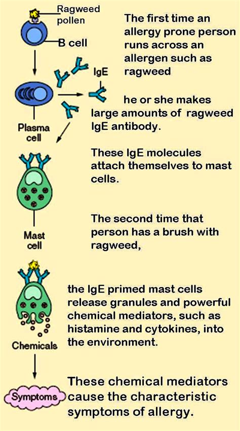 Hypersensitivity Immunology Medbullets Step 1