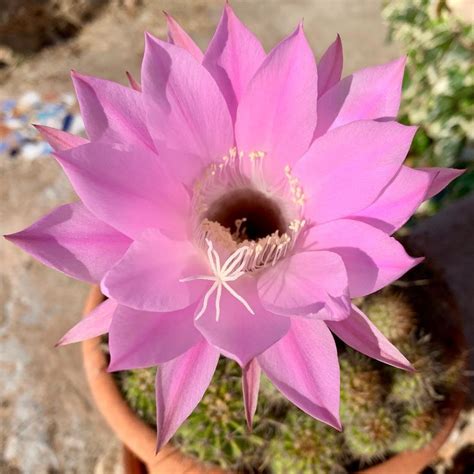 As a result, cactus seedlings. Who is the Queen of the Night? | Succulent City