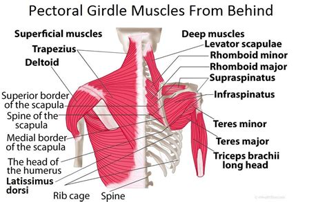 Adducts & flexes the arm (humerus). Shoulder (pectoral) girdle muscles diagram, functions ...