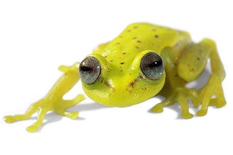 First Fluorescent Frog Found Scientific American