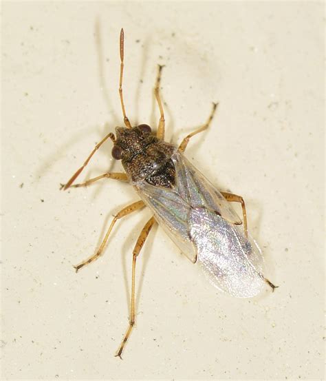 Lygaeidae Nysius Sp Natura Mediterraneo Forum Naturalistico