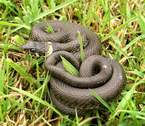 Grass Snake Facts And Pictures Reptile Fact