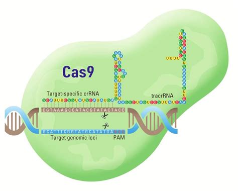 Introducing The Crispr Genome Editing Playlist Behind The Bench