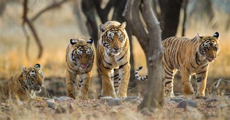 Indias Tiger Lands Abercrombie And Kent Australia