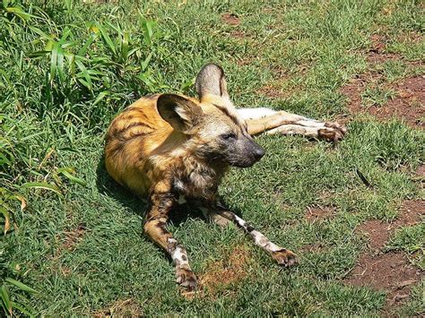 10 Incredible African Wild Dog Facts A Z Animals