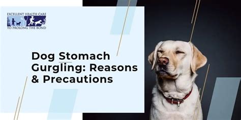 Dog Stomach Gurgling Reasons And Precautions Richmond Valley