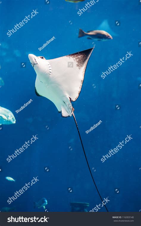 Manta Ray Floating Underwater Among Other Stock Photo 116303140