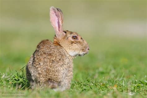 We did not find results for: Wildkaninchen | HOME