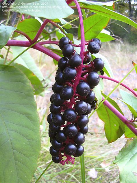 Plant Identification Closed Strange Mean Looking Purple Berries 1 By