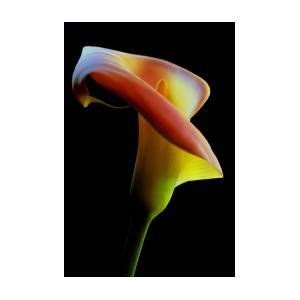 Colored Light Painted Calla Lily By Dung Ma Calla Lily Light