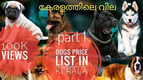 The pricing of indian made foreign liquor and beer under kerala state beverages corporation. Dogs price list in Kerala 2020. 2020 കേരളത്തിലെ വില. (part ...