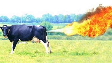 Scientists Discover How To Neutralize Cow Farts Your Farts Next God