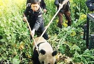 Man May Lose His Leg After Being Attacked By A Wild Panda In China