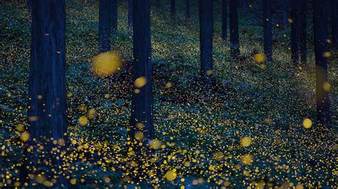 Fireflies In Nichinan Tottori Prefecture Japan Bing Gallery