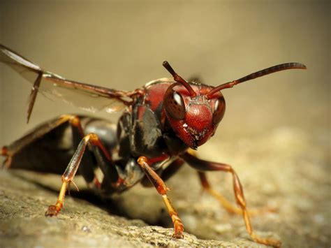 The Worlds Most Painful Insect Sting According To Science