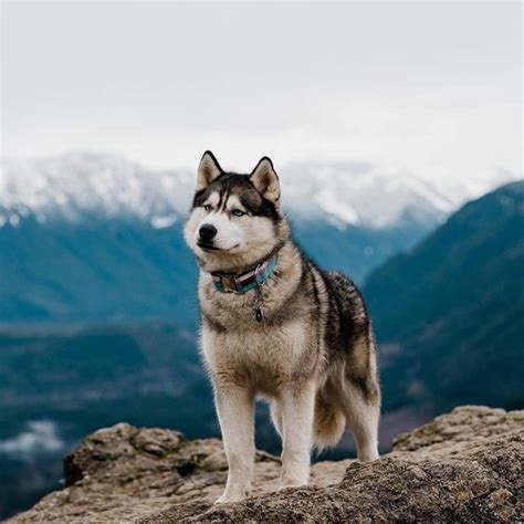Siberian Husky Dog Breed Information And Pictures