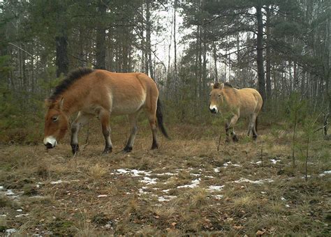 Chernobyl Today Animals Chernobyl How Is It Affecting The Animals