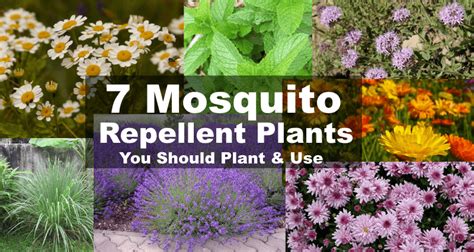 Mosquito Repellent Plants 7 Plants That Repel Mosquitoes And Bugs