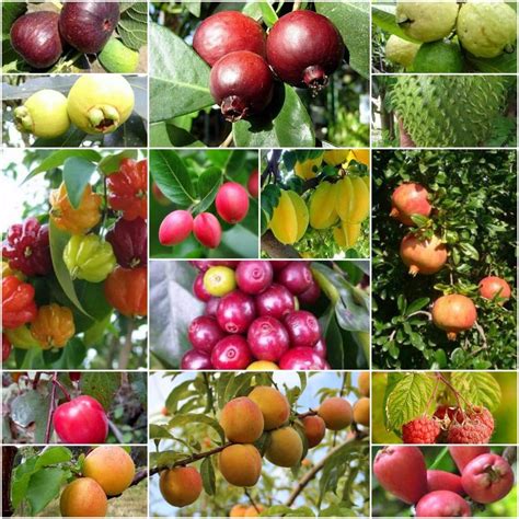 Lista 95 Foto Los 5 Mejores árboles Frutales Para Cultivar En Macetas