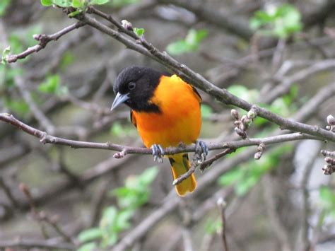 Despite birds being all over the place, many people's ability to identify them begins with the american robin and ends with the rock pigeon. Common Types of Backyard Birds in the Northeast | Owlcation