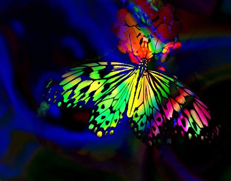 Rainbow Neon Butterfly By Lloyd K Barnes Photography Neon
