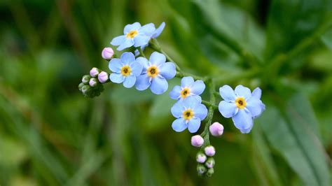 Tiny Flower Wallpaper With Forget Me Not Flower Hd Wallpapers