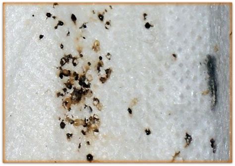 What Do Bed Bugs Look Like On Black Skin Whadoq