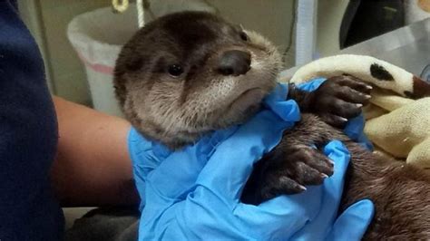 aggressive otter killed after attacking multiple people in