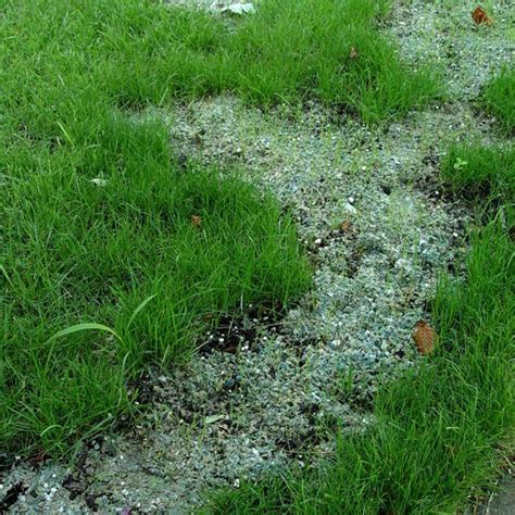 How To Fix Dead Patches In The Lawn • Greenview Fertilizer