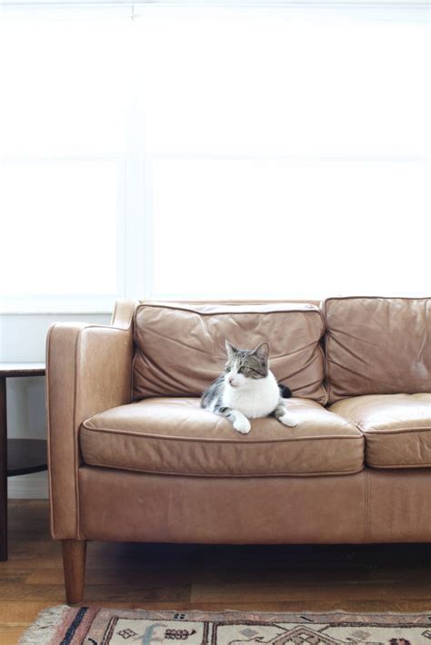 Which way do i go? Remove Cat Scratches from Aniline Leather Sofa - How to Remove