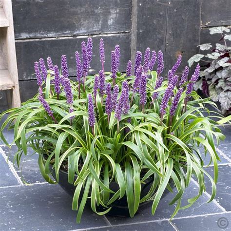 Liriope Muscari Gold Banded 1 Plant Buy Online Order Yours Now