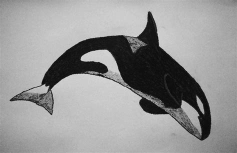 Whale Sketches Orca Drawing By ~amersss On Deviantart Nature Drawing