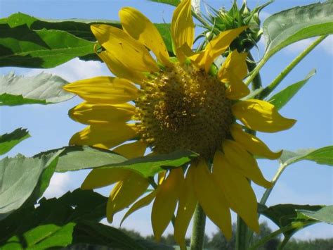 Critters love sunflowers, so keep them out of your garden like you would for any other plant. How to Create a Raised Garden Bed - momhomeguide.com