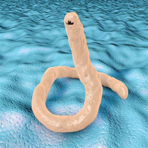 Ancylostoma Hookworm Illustration Stock Image F0183305 Science