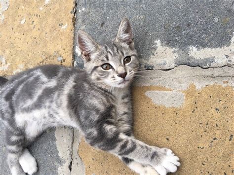 Beautiful Grey And White Kitten For Sale In Slough Berkshire Gumtree