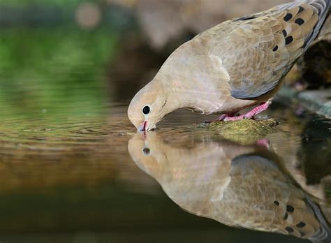 Mourning Dove Drinking Hill Country Photograph By Rolf Nussbaumer