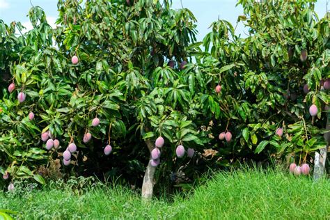 Facts About The Mango Tree Description Types And Uses Owlcation