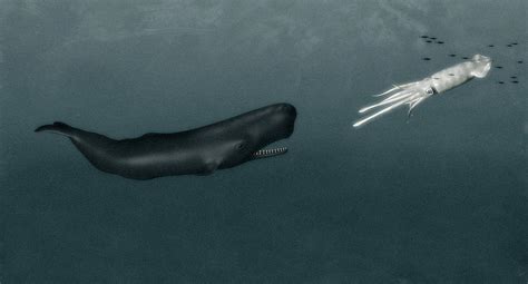 sperm whale vs giant squid wild kratts