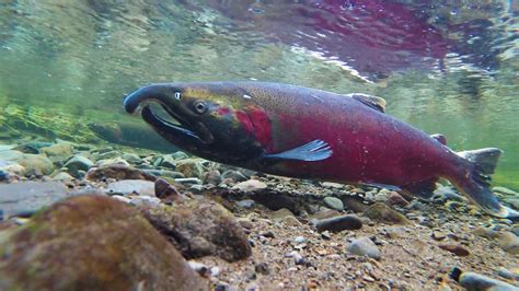 Daily Timewaster Your Good News Of The Day Coho Salmon Population