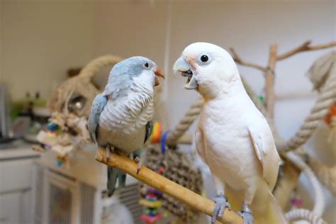 This species is generally friendly, entertaining, outgoing, and extremely intelligent. Goffin's Cockatoos ( Tanimbar Corella ) For Sale - Terry's ...