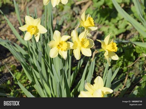 Spring flowers come in all shades of all colors, from purple crocuses (crocus spp.) to bright yellow. Spring Flowering Bulb Plants Image & Photo | Bigstock