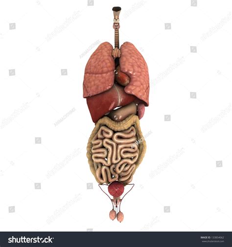 Real Internal Organs Healthy Man Stock Photo 133854062 Shutterstock
