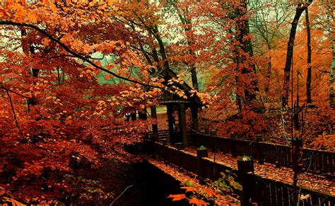 Hd Wallpaper A Bridge To Autumn Autumn Leaves Seasons Trail Fall