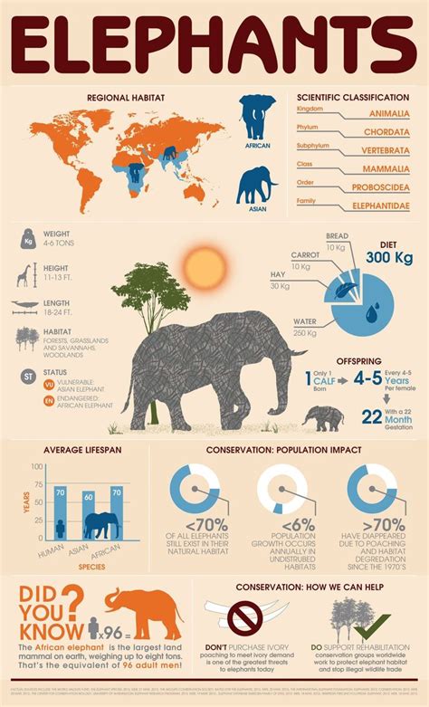 Infographic Elephants For Elephant Appreciation Day Elephant Facts